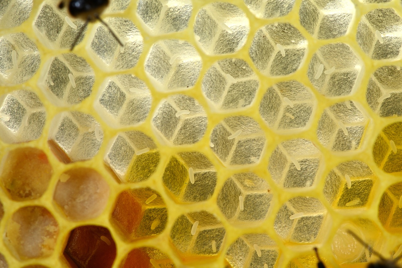 Basics of Eco-Friendly Beekeeping for Beginners